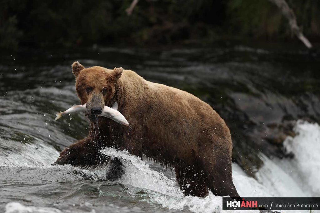 Đánh giá Canon 5D Mark IV - Siêu phẩm cho siêu nhân 21 EOSB-hero-bg-bear